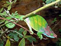 ����� �����, ���